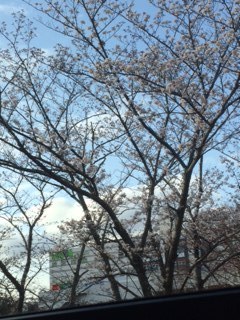 バス停の桜.JPG