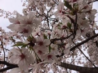 桜2016-2.JPG
