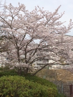 桜2016-4.JPG